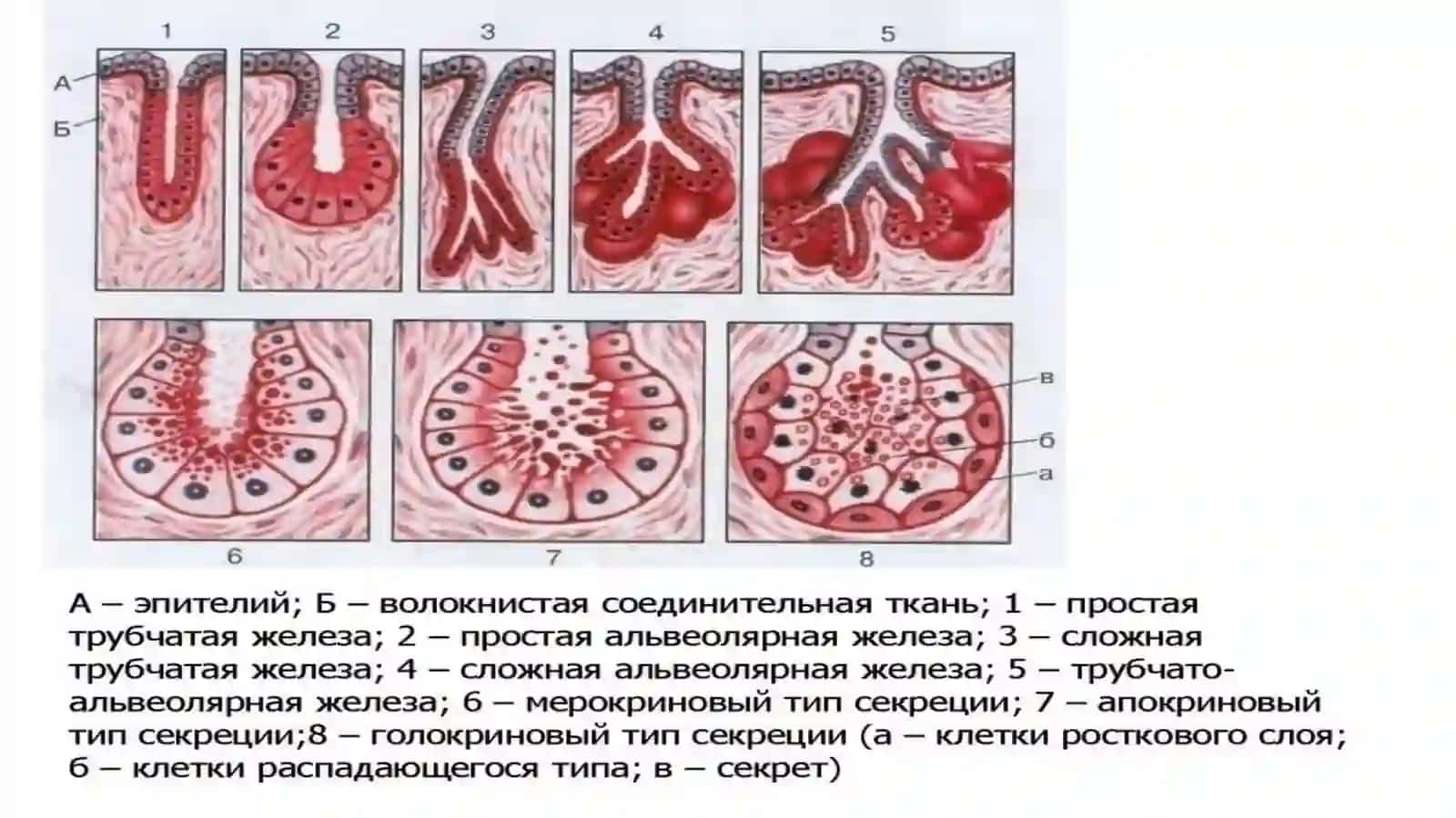 Tog'ay to'qimasining regeneratsiyasi va transplantatsiyasi 4