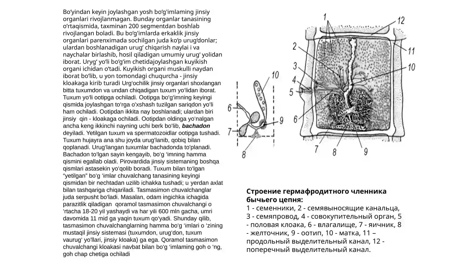 TASMASIMON CHUVALCHANGLAR (CYSTODA) SINF 4