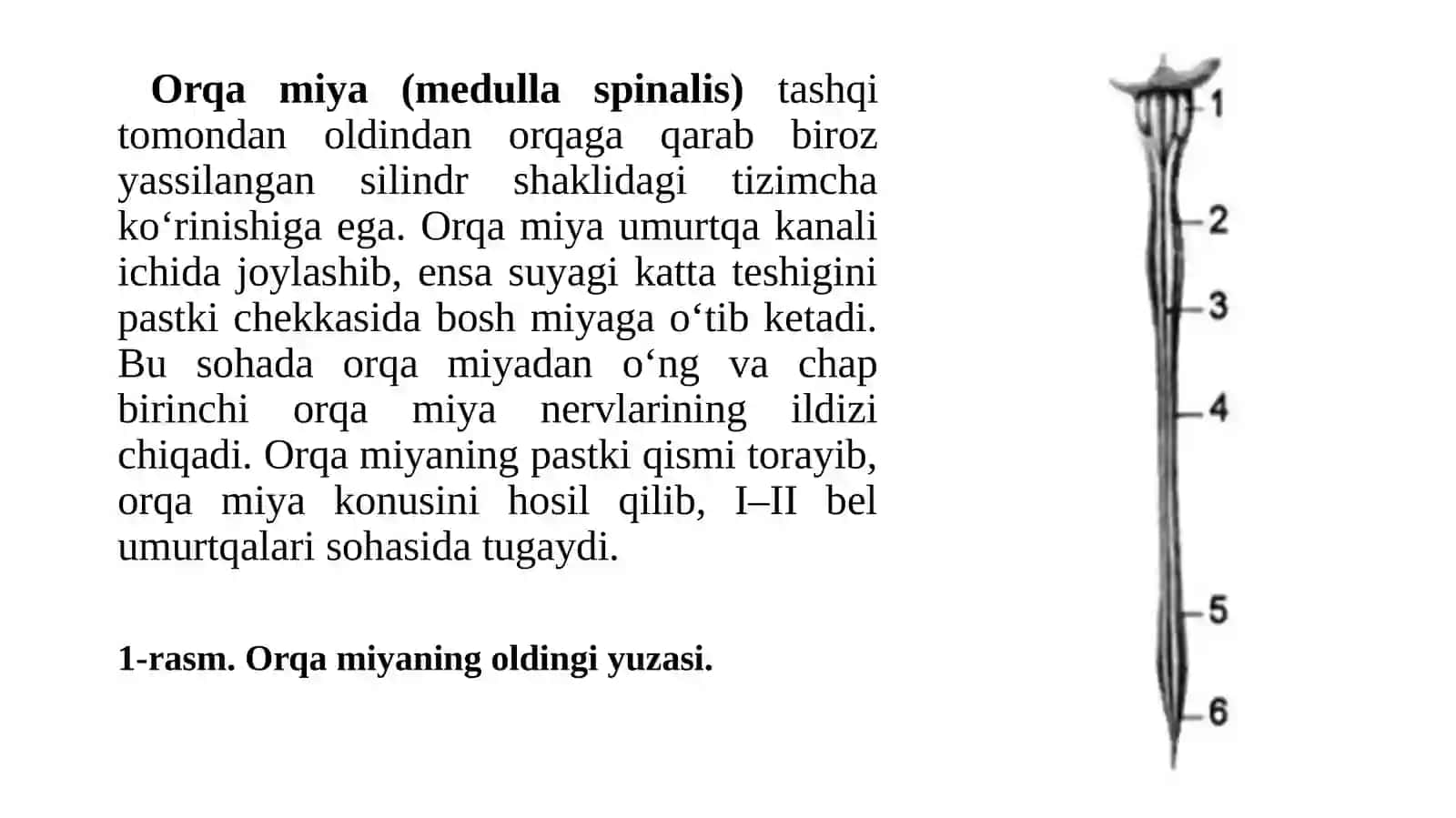 Orqa miya tuzilishi va funktsiyasi. Orqa miya morfologik xususiyatlari. Orqa miya neyronlarning morfofunktsional xususiyatlari 4