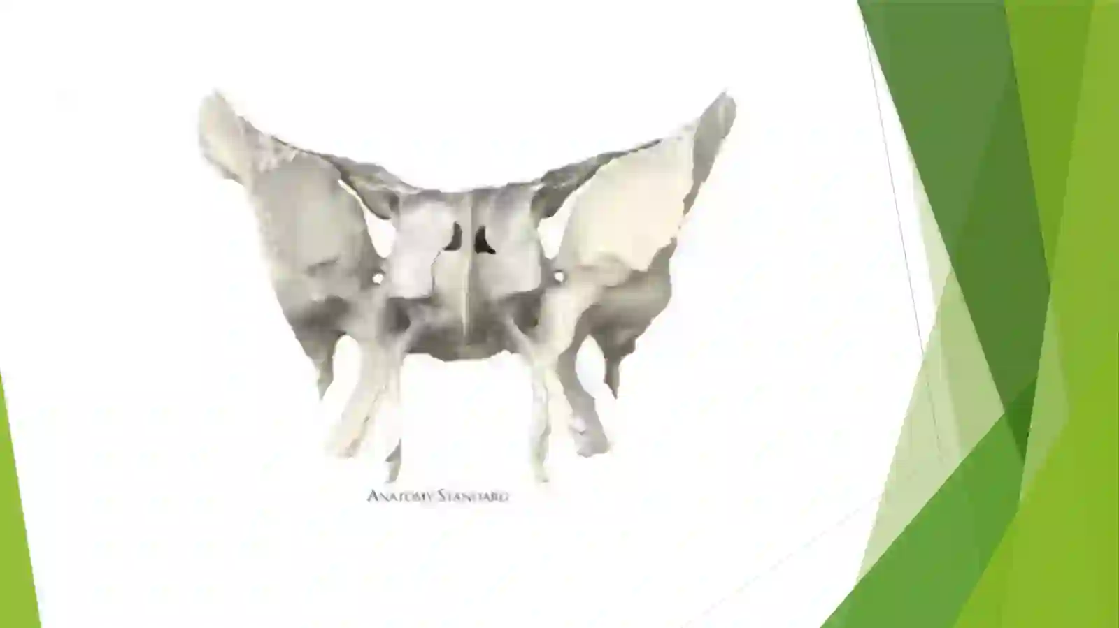 Ponasimon va chakka suyagi 4