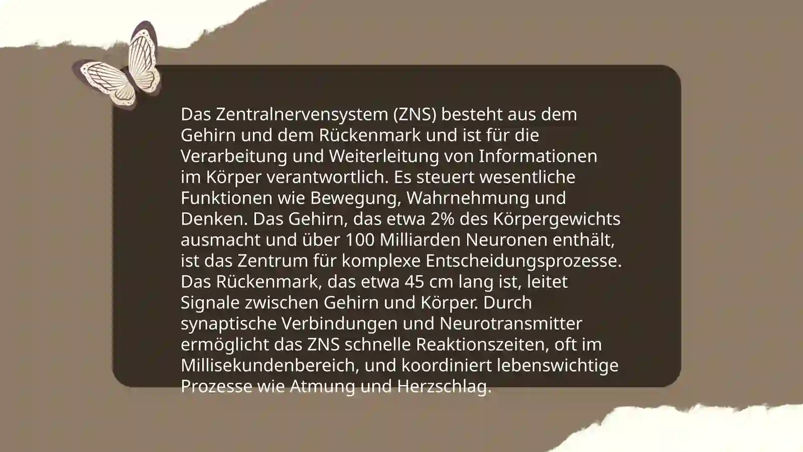 Nervensystem 4