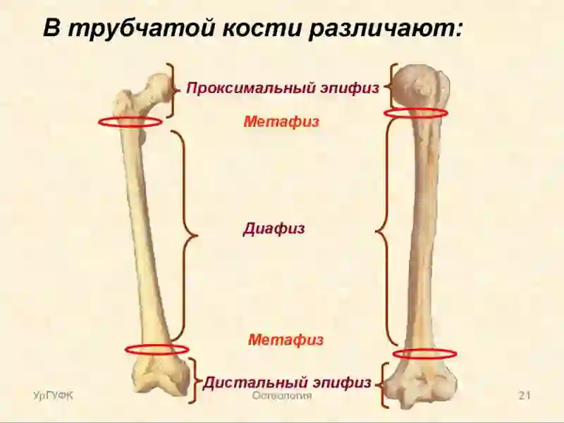 Таянч-харакат тизими касалликлари нур ташхиси 4