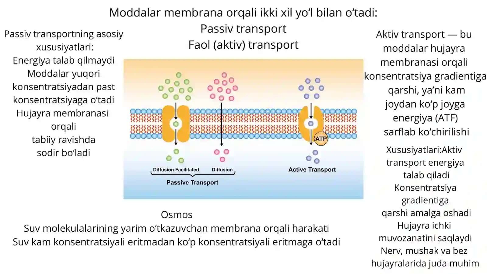 Hujayrada moddalar, energiya va malumotlar oqimi.Hujayra polireferatsiyasi muammolarining tibbiyotd 4