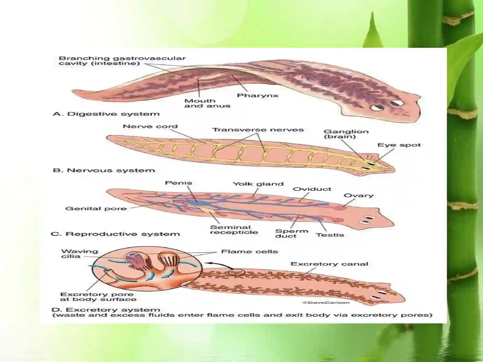 Oqplanariya-Dendrocoelumlacteumningtuzilishivahayotkechirishxususiyatlarinio‘rganish 4