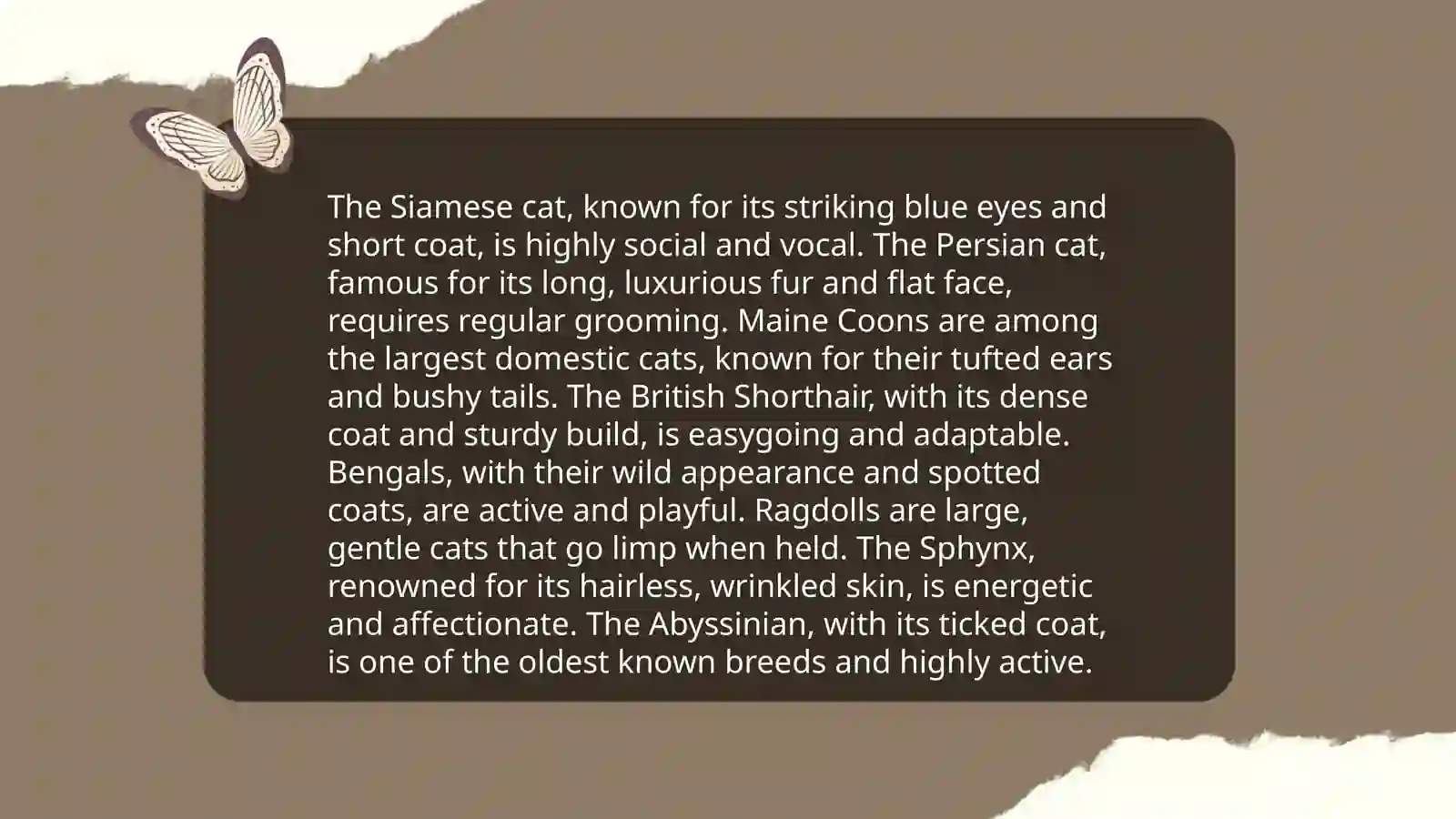 About cats 4