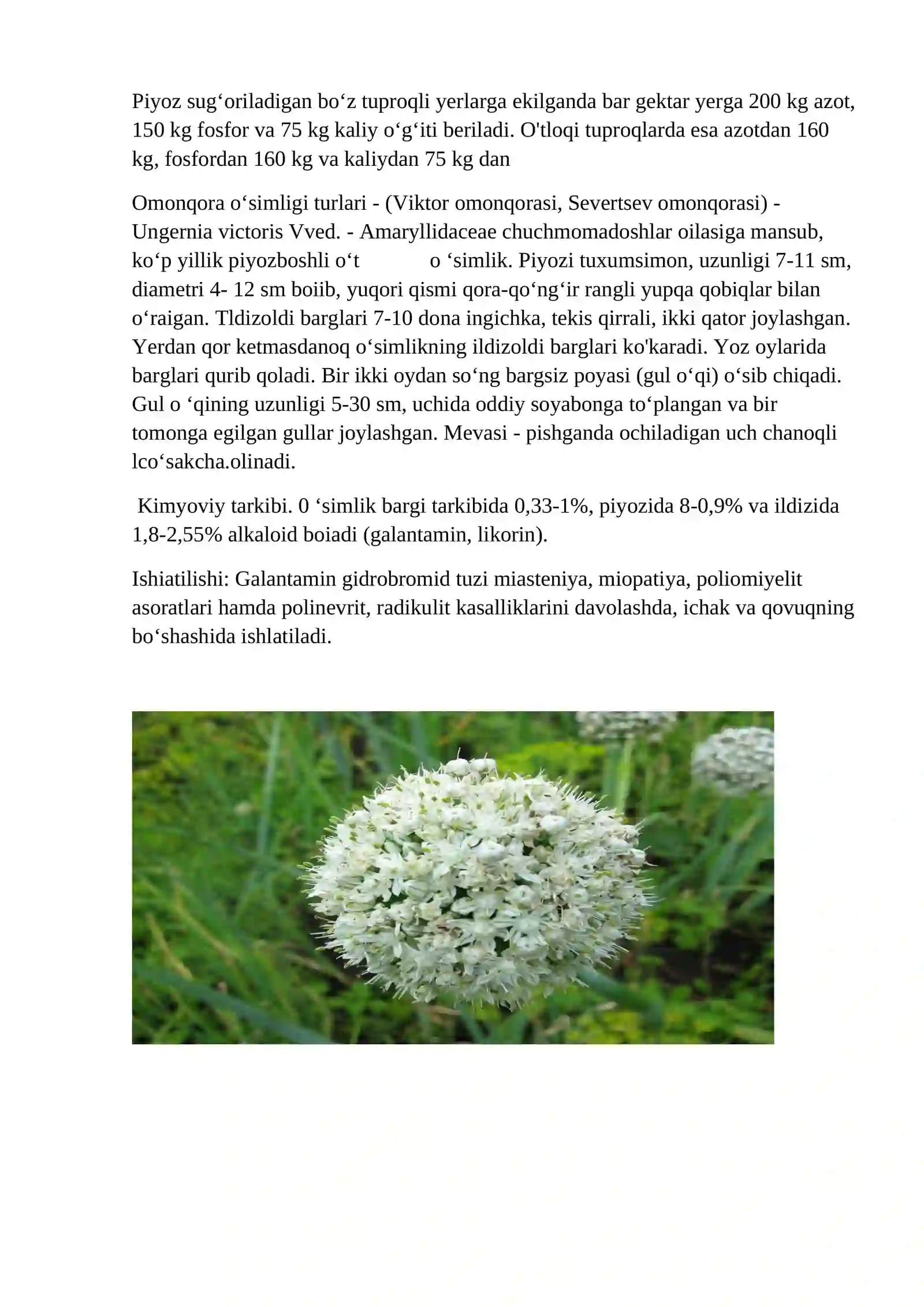 Piyozdoshlar (Alliaceae) oilasidagi turlar biologiyasi, ekologiyasi, areali va xalq xo`jaligidagi ahamiyati 4