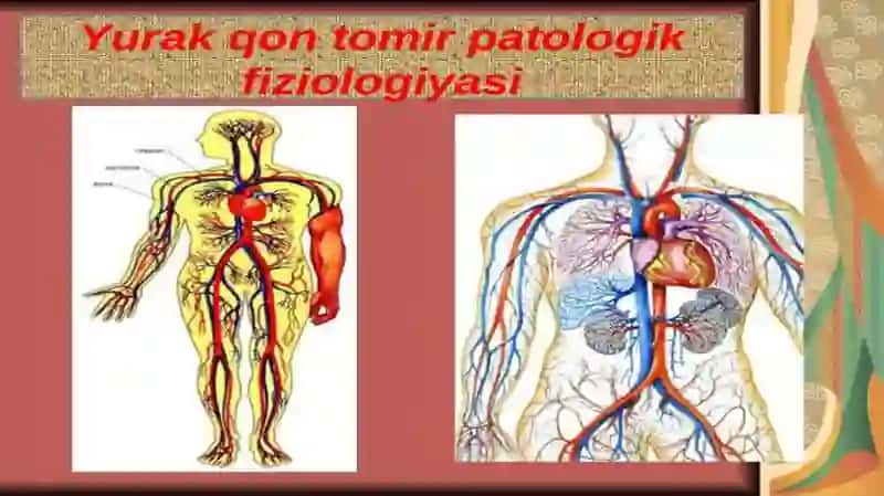 Arterial gipotenziyalar, ularning turlari, sabablari va rivojlanish mexanizmlari 4