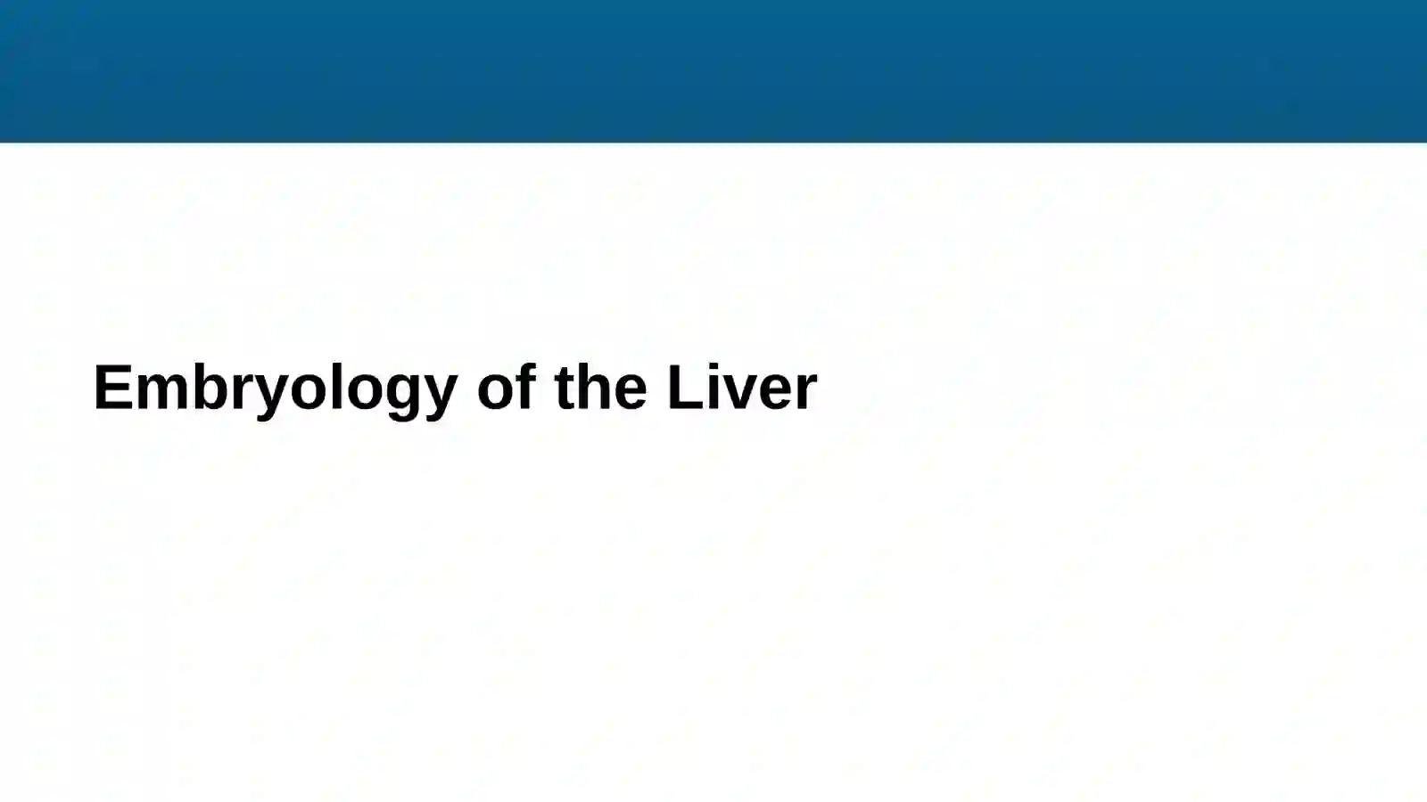 Liver 4