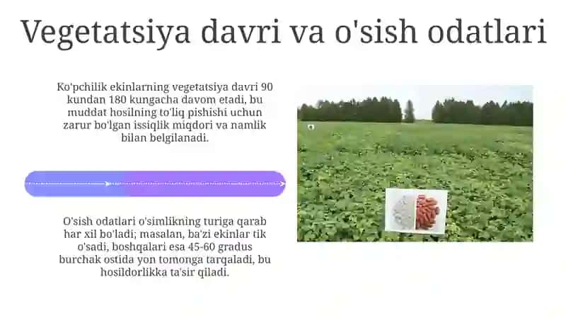 Poliz ekinlarining morfologik va biologik xususiyatlari 4