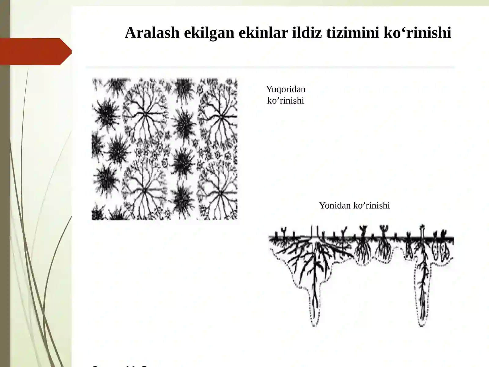 Organik dehqonchilikda rejallashtirish 4