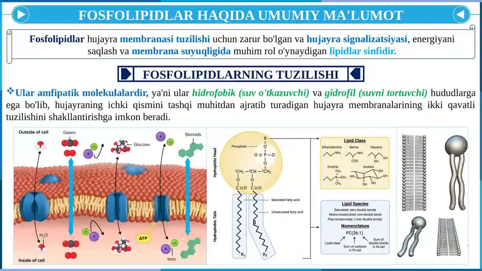 FOSFOLIPIDLAR ALMASHINUVIBUZILISHI 4