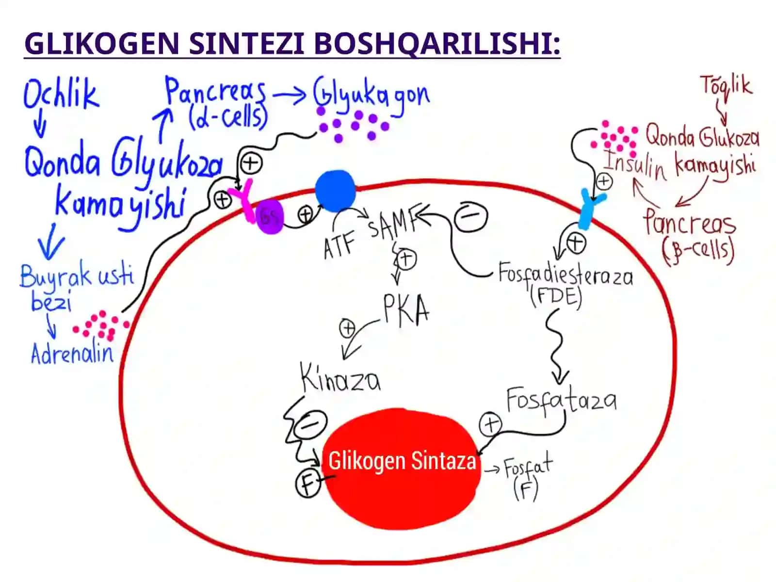 Biokimyo fanidan "GLIKOZANERGIYASIYUZASISH VA GLYUKONEOGENEZ. PENTOFOSFAT YOLINING O'ZBEKISTAN'IYATI" 4