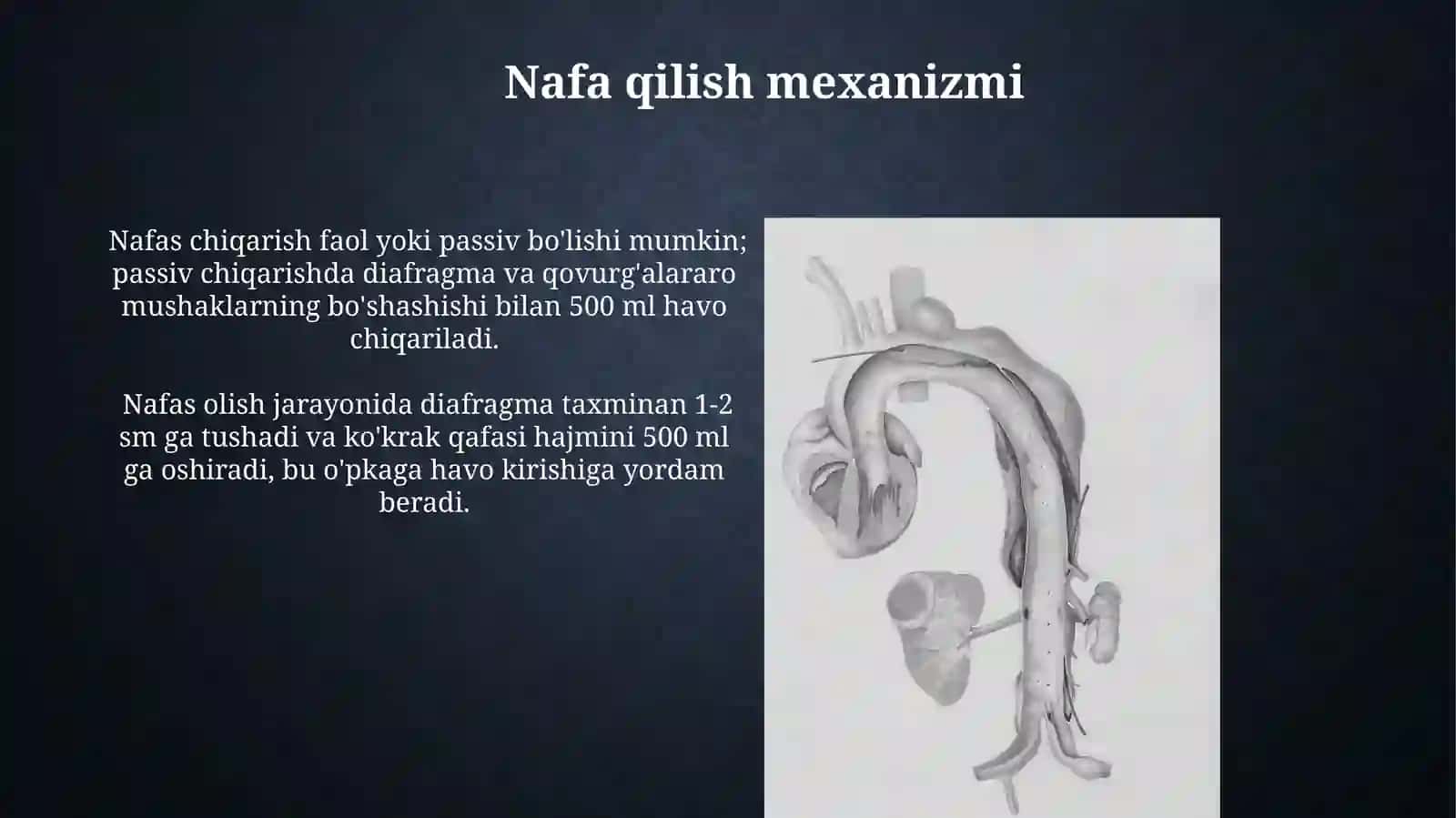 Burun bo‘shligining tuzilishi Xiqildoq. Kekirdak, bronxlar, o‘pka. Plevra. Ko‘ks 4