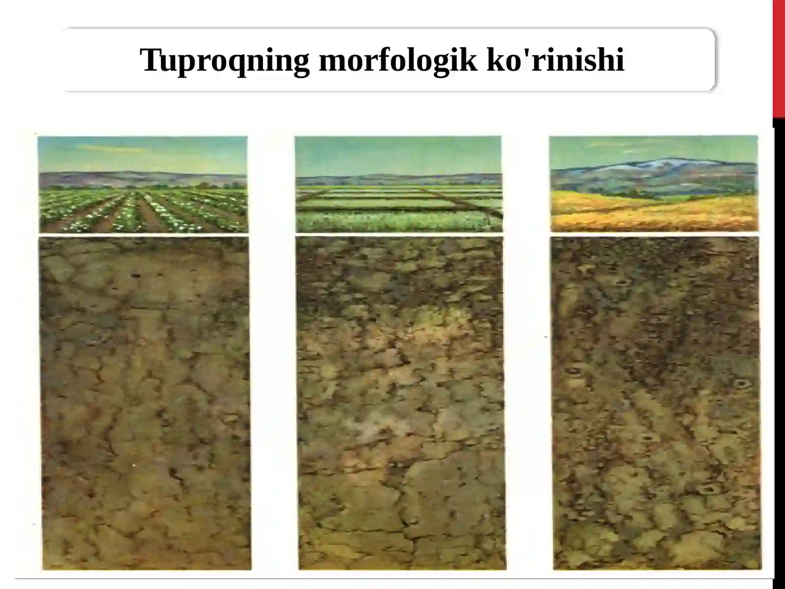 Tuproqshunoslik fanining maqsadi, vazifasi. Tuproqning paydo bo’lish omillari 4