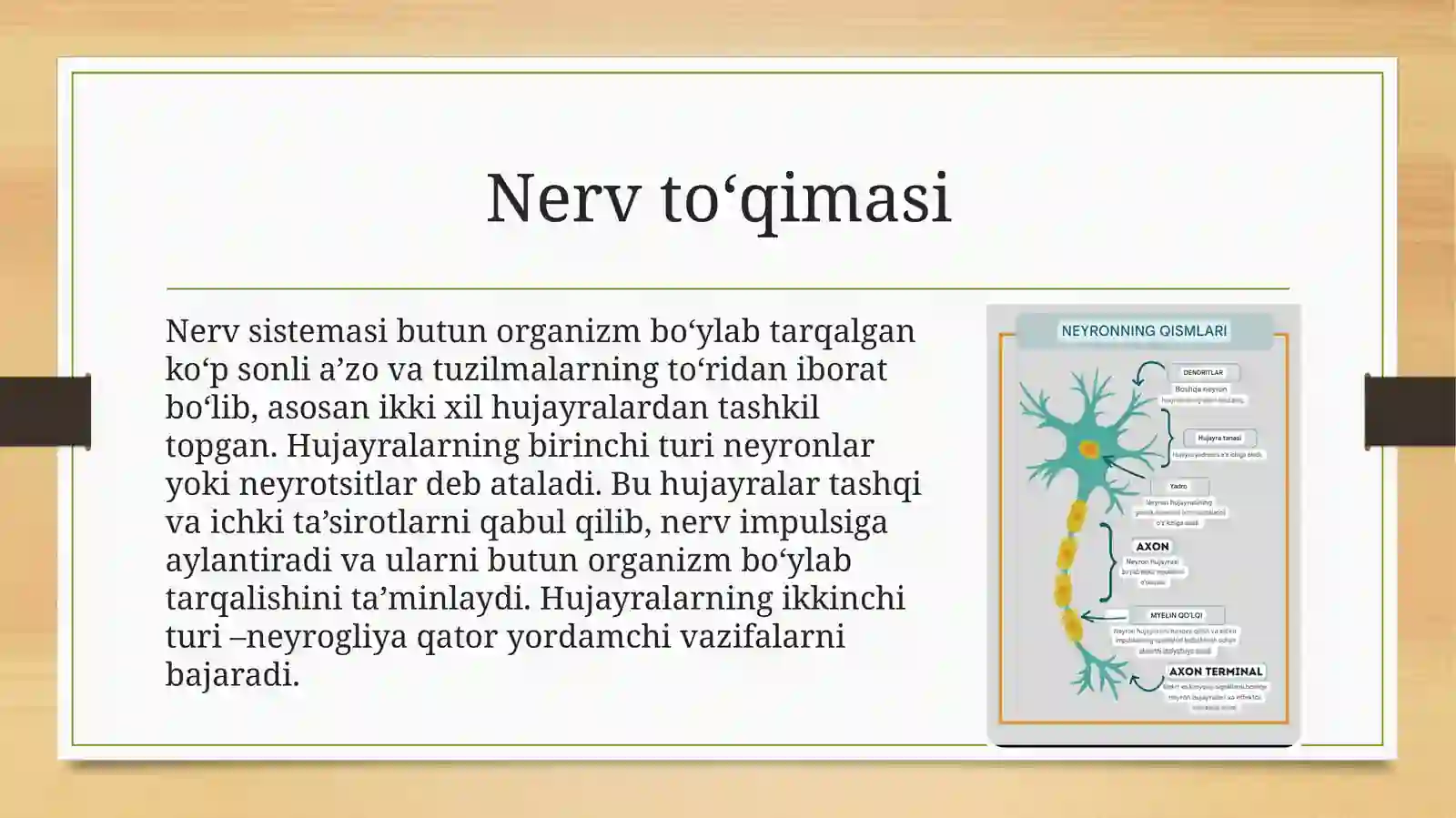 Nerv to'qimasi 4