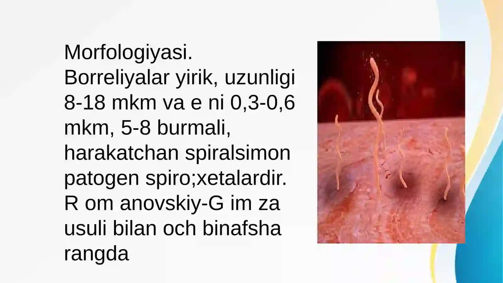 Borreliozlar morfologiyasi strukturasi Tarqalganligi keltirib chiqaruvchi kasalliklari mavzusida tayyorlagan haqida to'liq ma'lumot 4