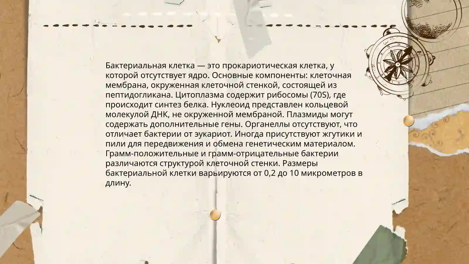 Бактерии 4