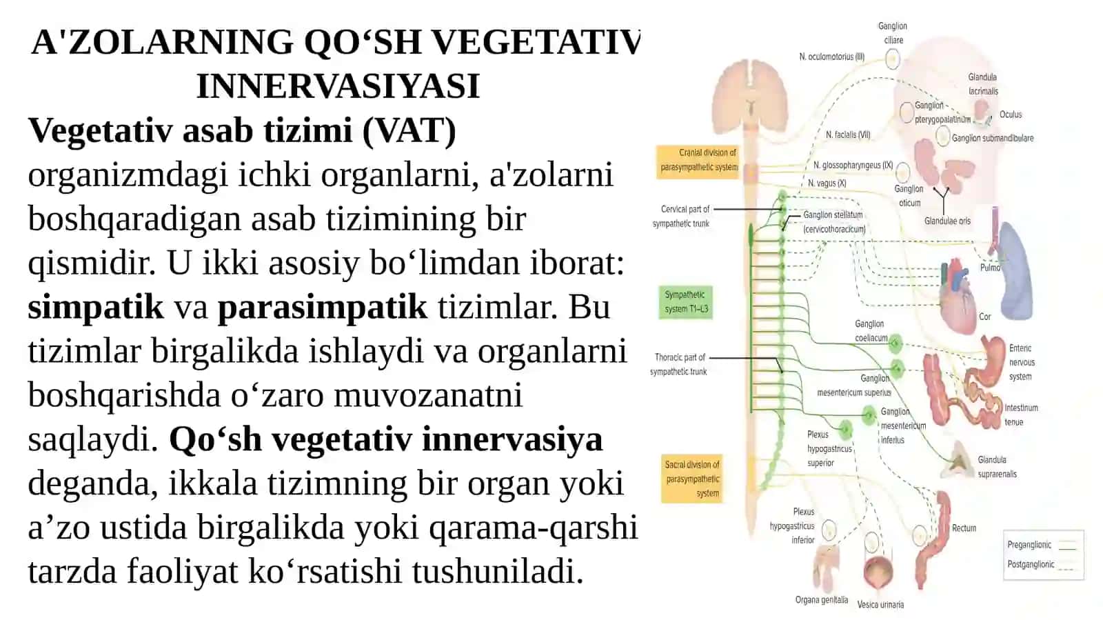 A'ZOLARNING QO‘SH VEGETATIV INNERVASIYASI 4