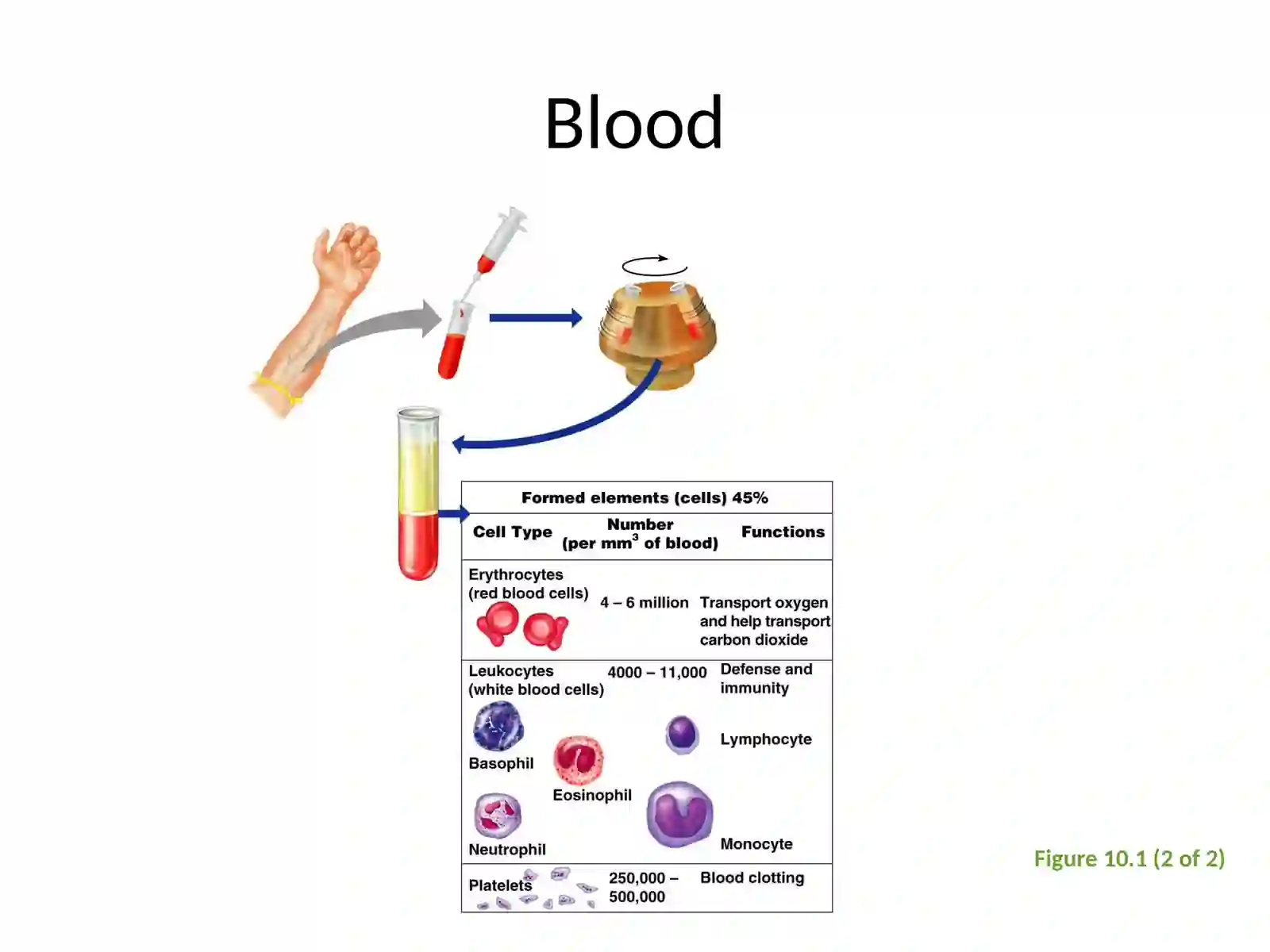 Blood Composition 4