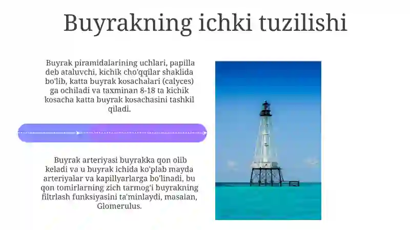 Buyrak va uning tuzilishi 4