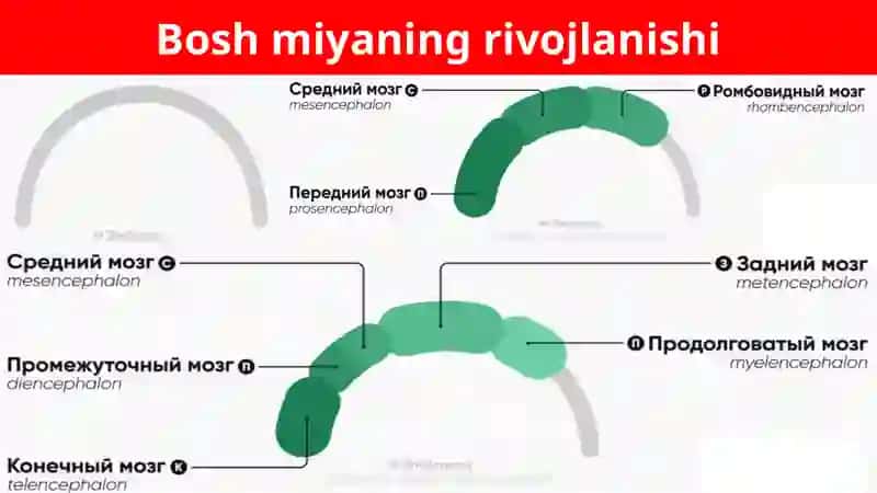 Uzunchoqmiya 4