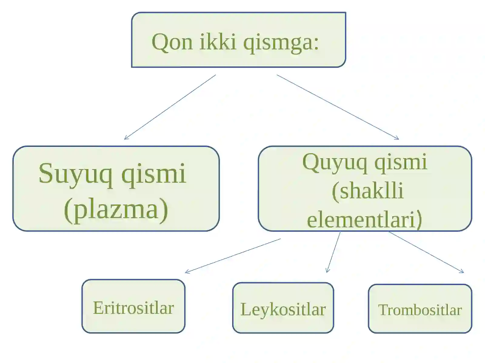 Ichkimuhitto’qimalari.Qonvashakllielementlartuzilishi,xususiyatlari 4