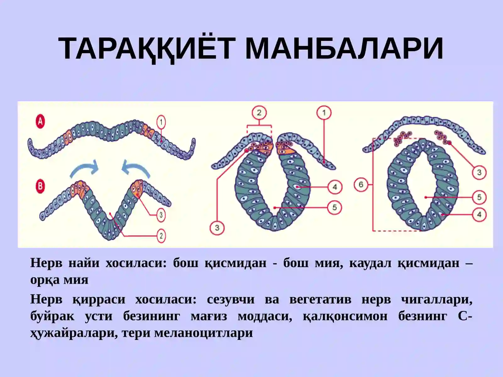 НЕРВ СИСТЕМАСИНИНГ КЛАССИФИКАЦИЯСИ 4
