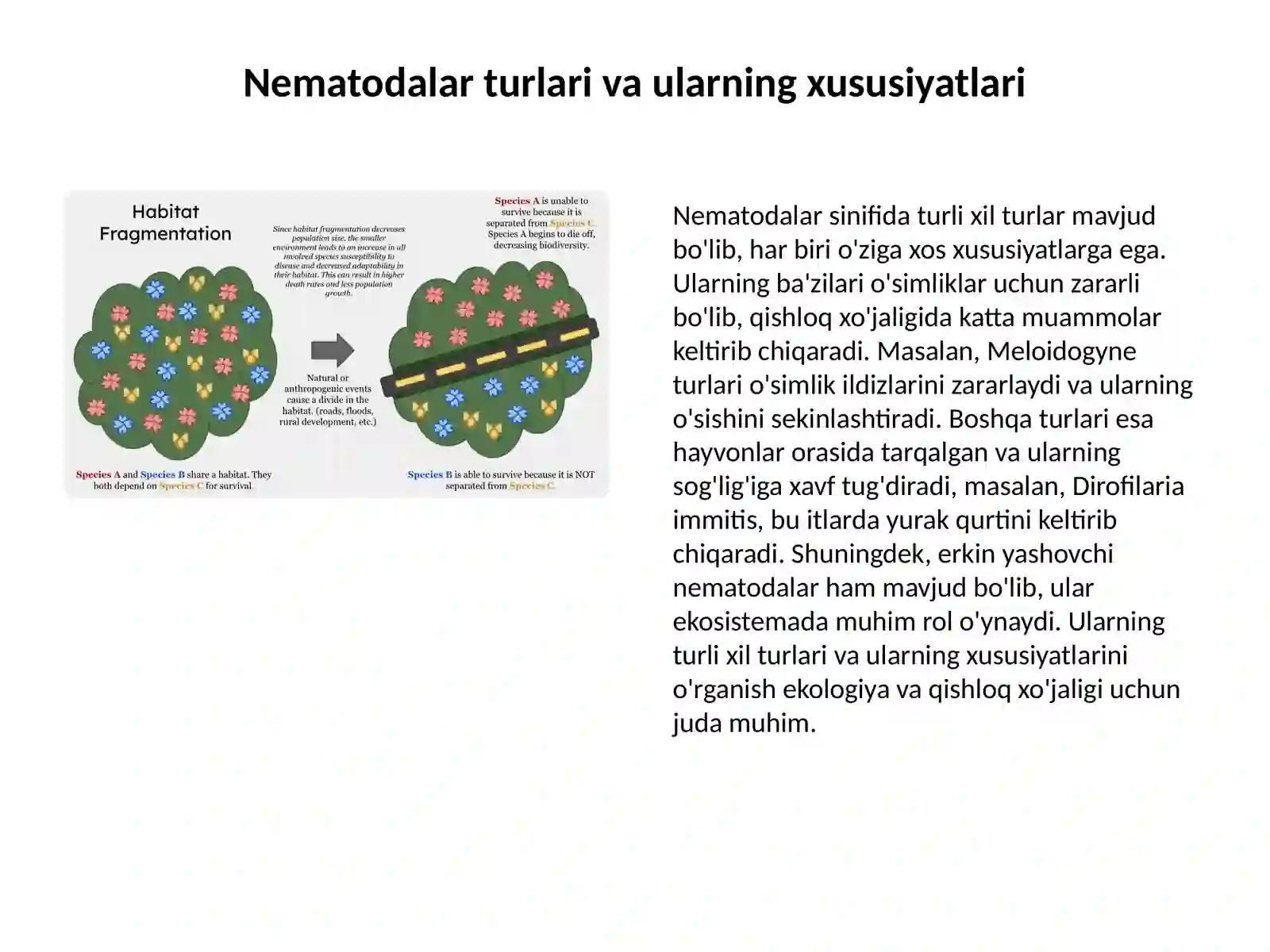 Nematodalar sinifi: Umumiy ma'lumotlar 4
