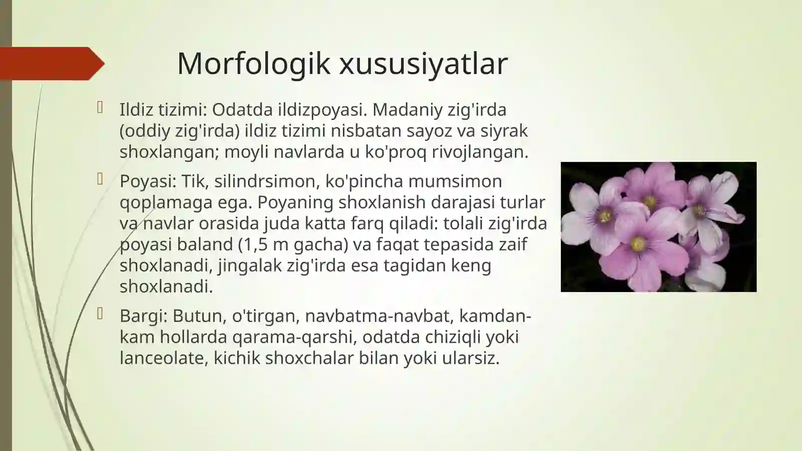 Zig’irdoshlar Linaceae oilasidagi turlar biologiyasi, ekalogiyasi, areali xalq xo’jaligidagi ahamiyati 4