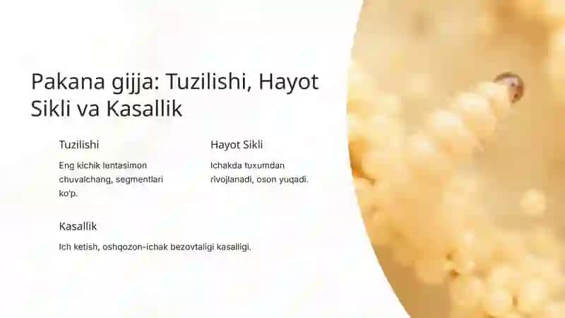 Cho'chqa soliteri 4