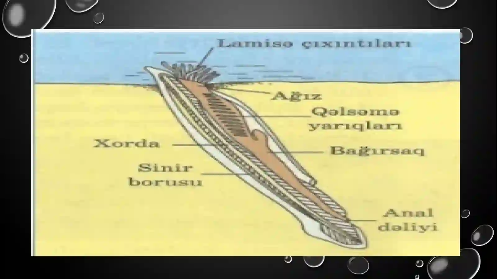 Xordalilar (Chordata) 4
