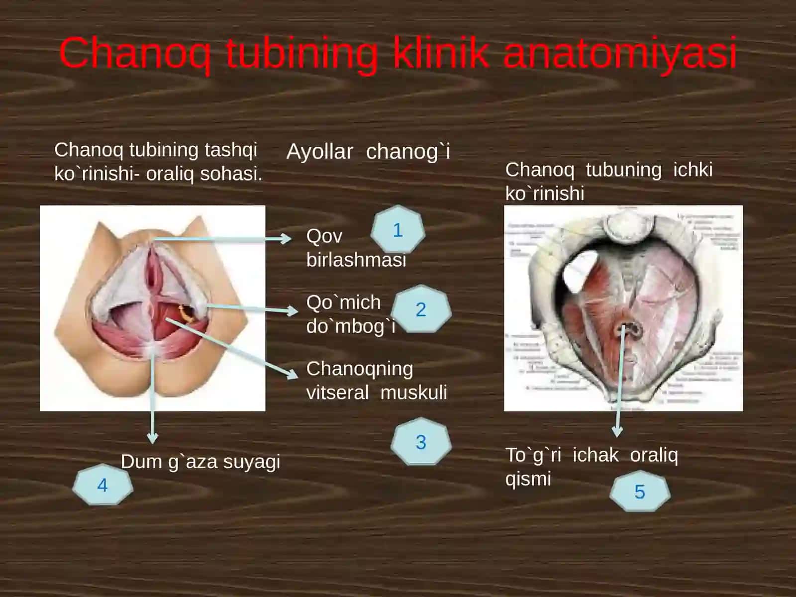 Chanoq sohasining klinik anatomiyasai 4