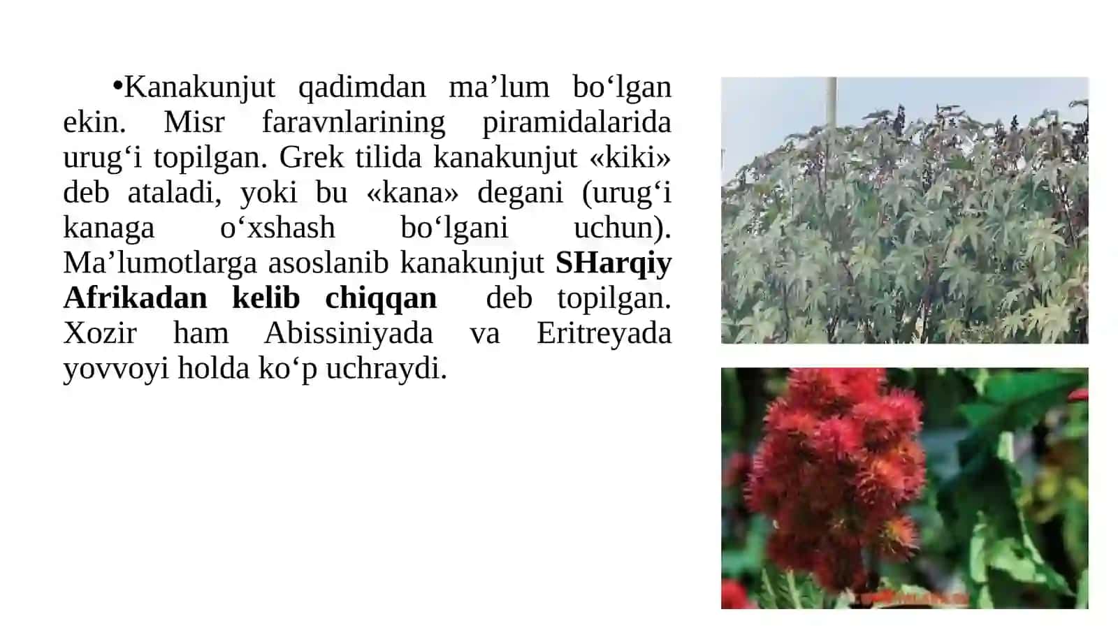Kanakunjutahamiyati, biologiyasi va yetishtirish texnologiyasi 4