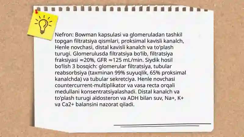 Siydik chiqarish tizimi anatomiyasi va vazifalari 4