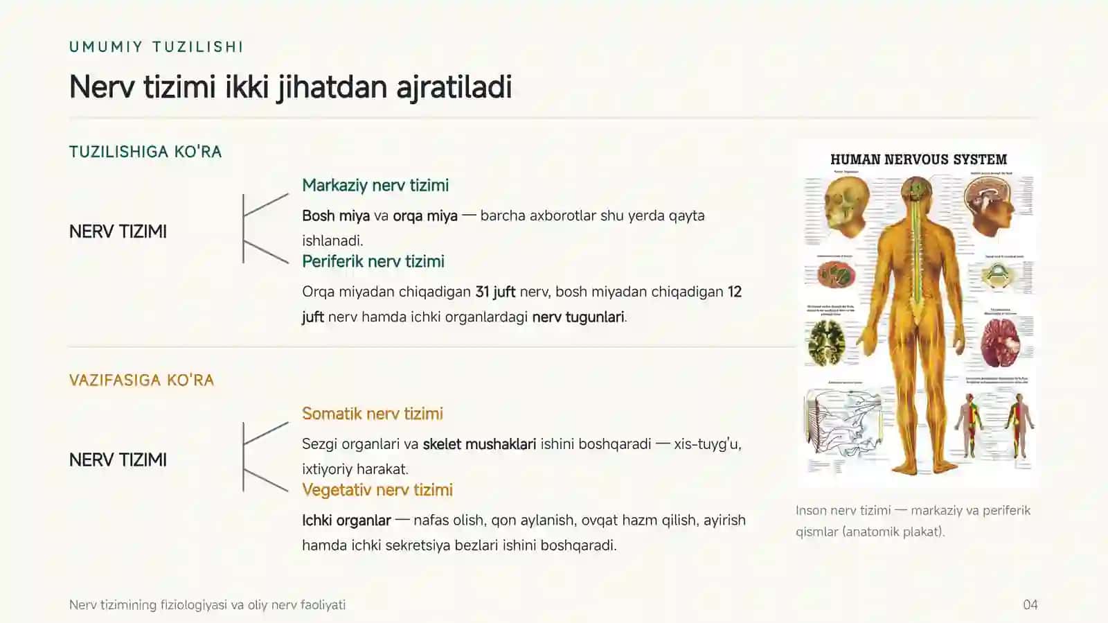 Nerv tizimining fiziologiyasi 4