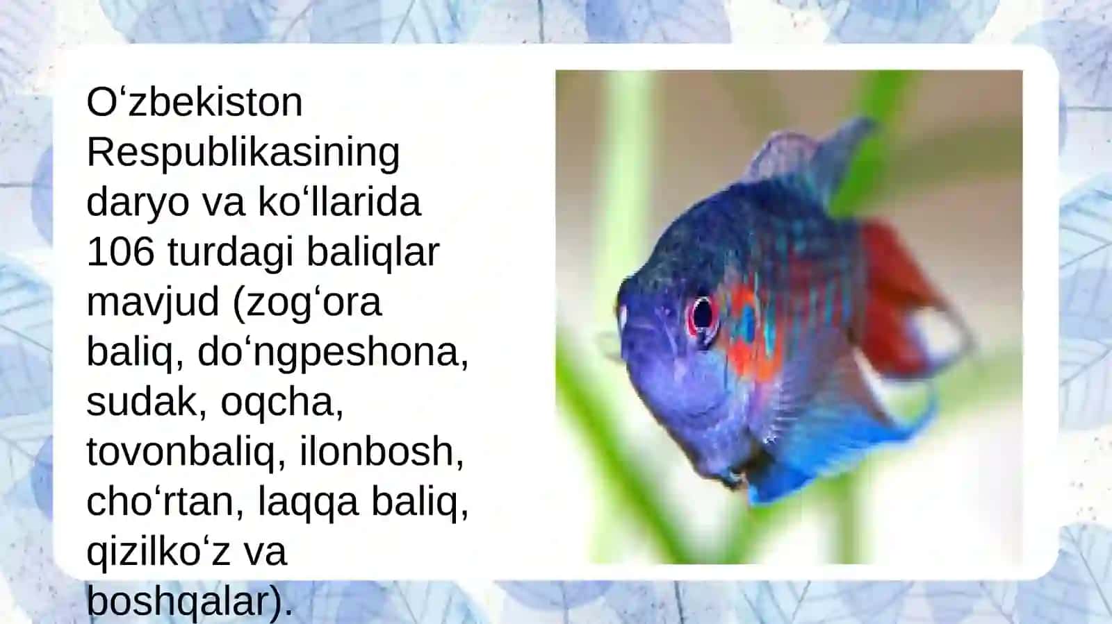 Baliq migratsiyasi. Baliqlarning tijorat ahamiyati 4