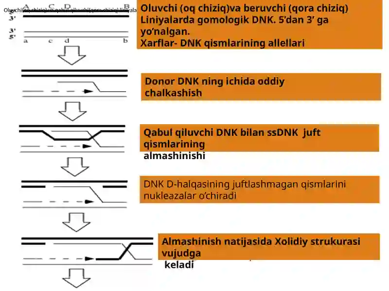 Biologiya talim yo'nalishi talabasining Genomika fanidan tayyorlagan taqdimoti 4