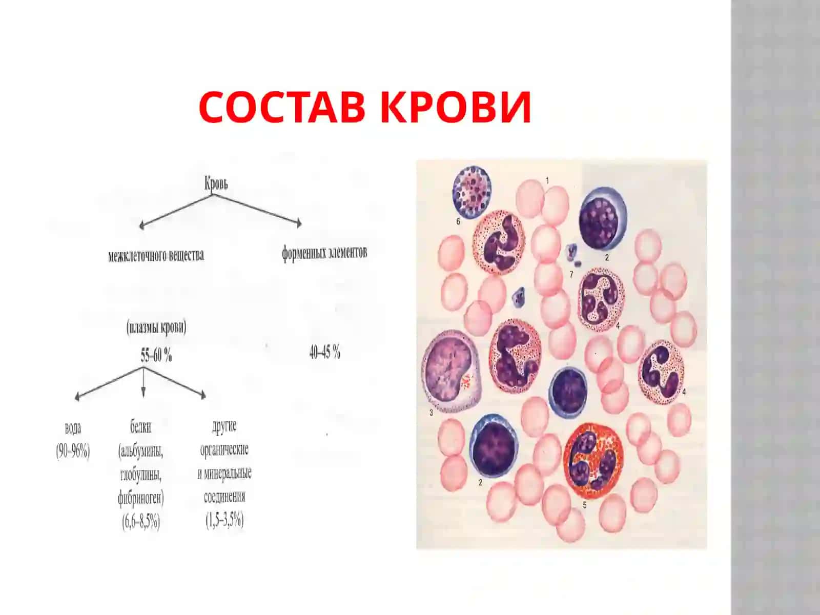 Ткани внутренней среды 4