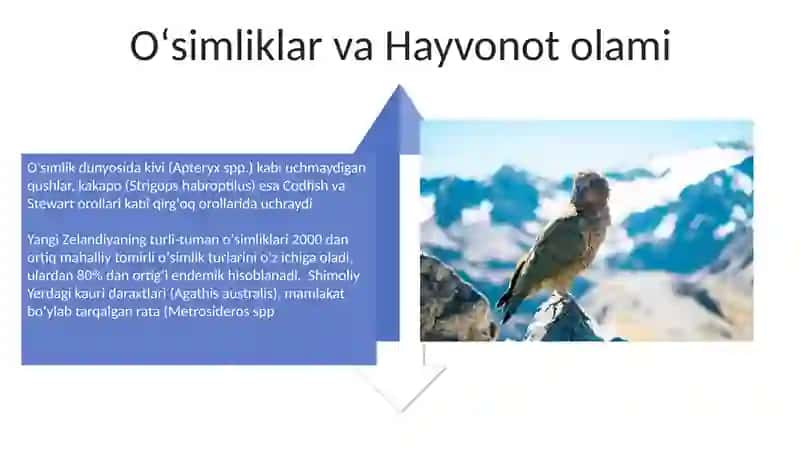 Yangi Zelandiya davlati 4