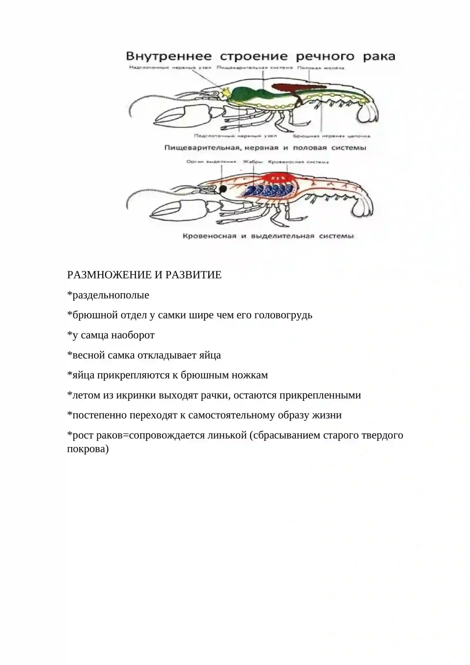 Рак 4