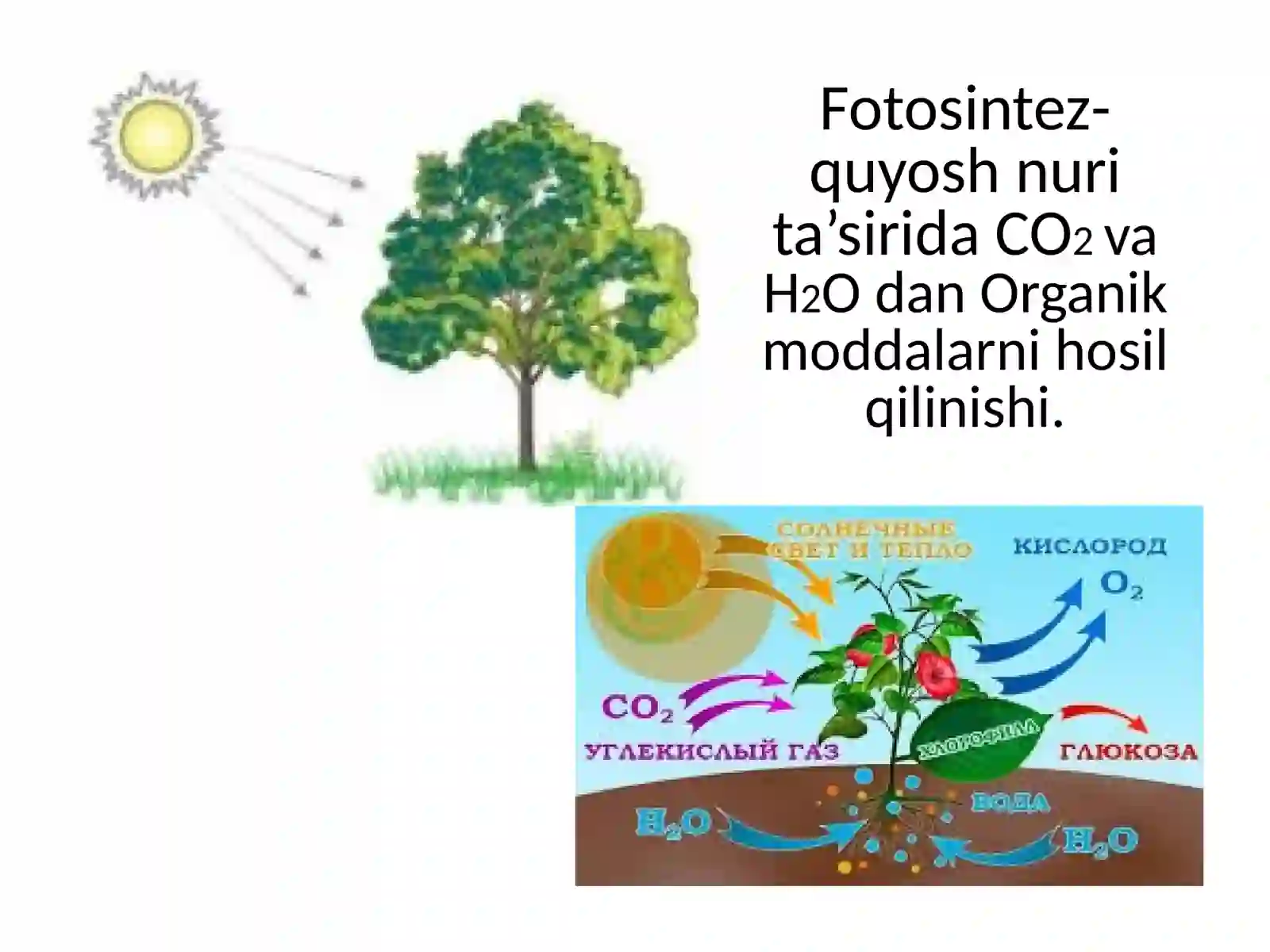 Hujayraning oziqlanishi 4
