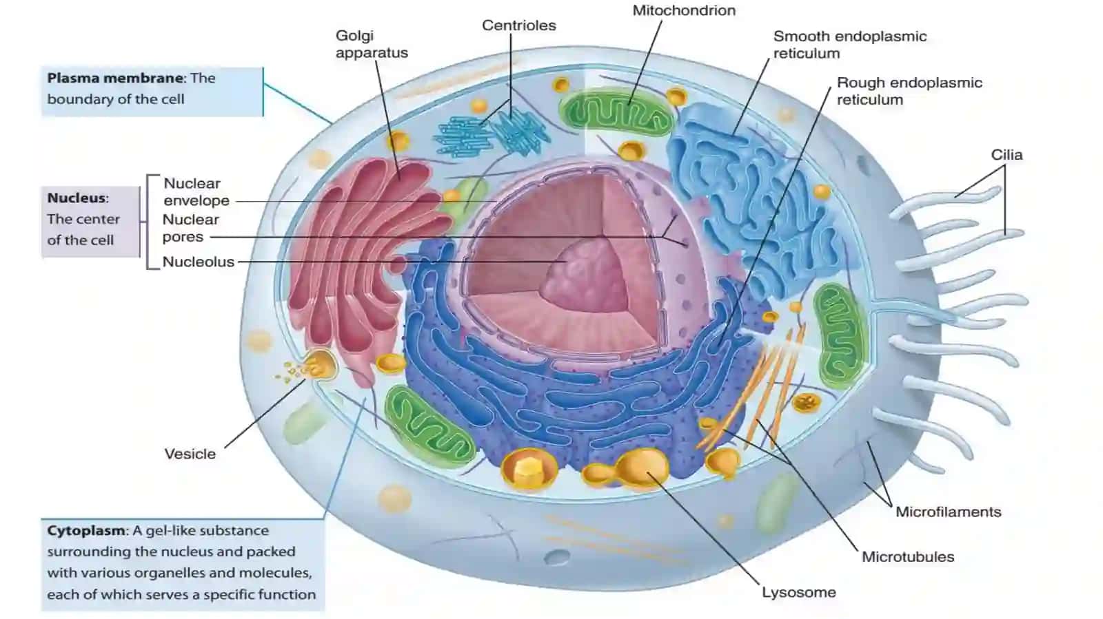 Umumiyfizologiya 4