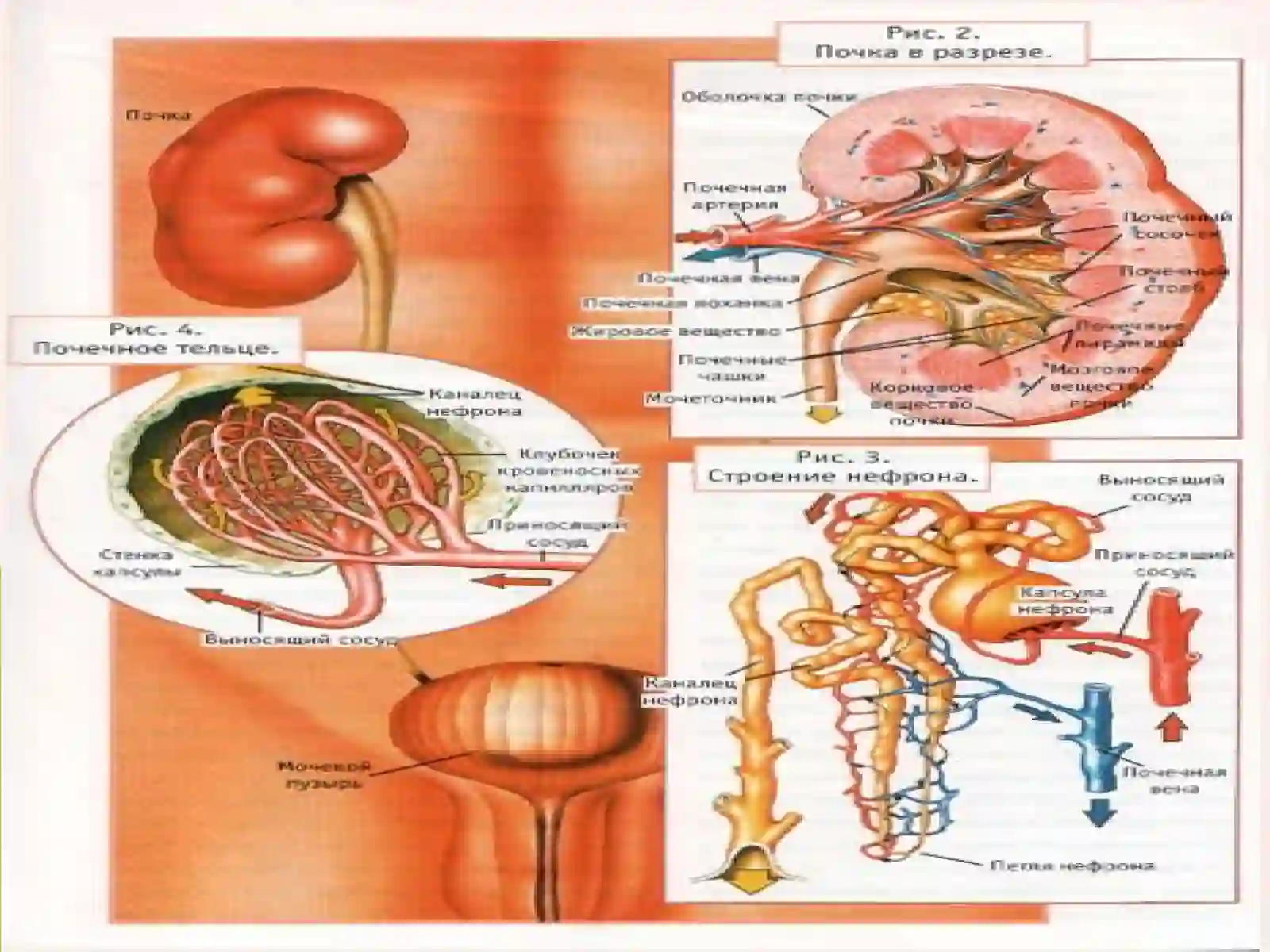 SURUNKALI BUYRAK YETISHMOVCHILIGI ETIOLOGIYASI, PATOGENEZI, TASNIFI KLINIK SINDROMLARI DIAGNOSTIKASI VA DAVOLASHDA QO’LLANILADIGAN DORI VOSITALARINING FARMOKODINAMIKASI 4