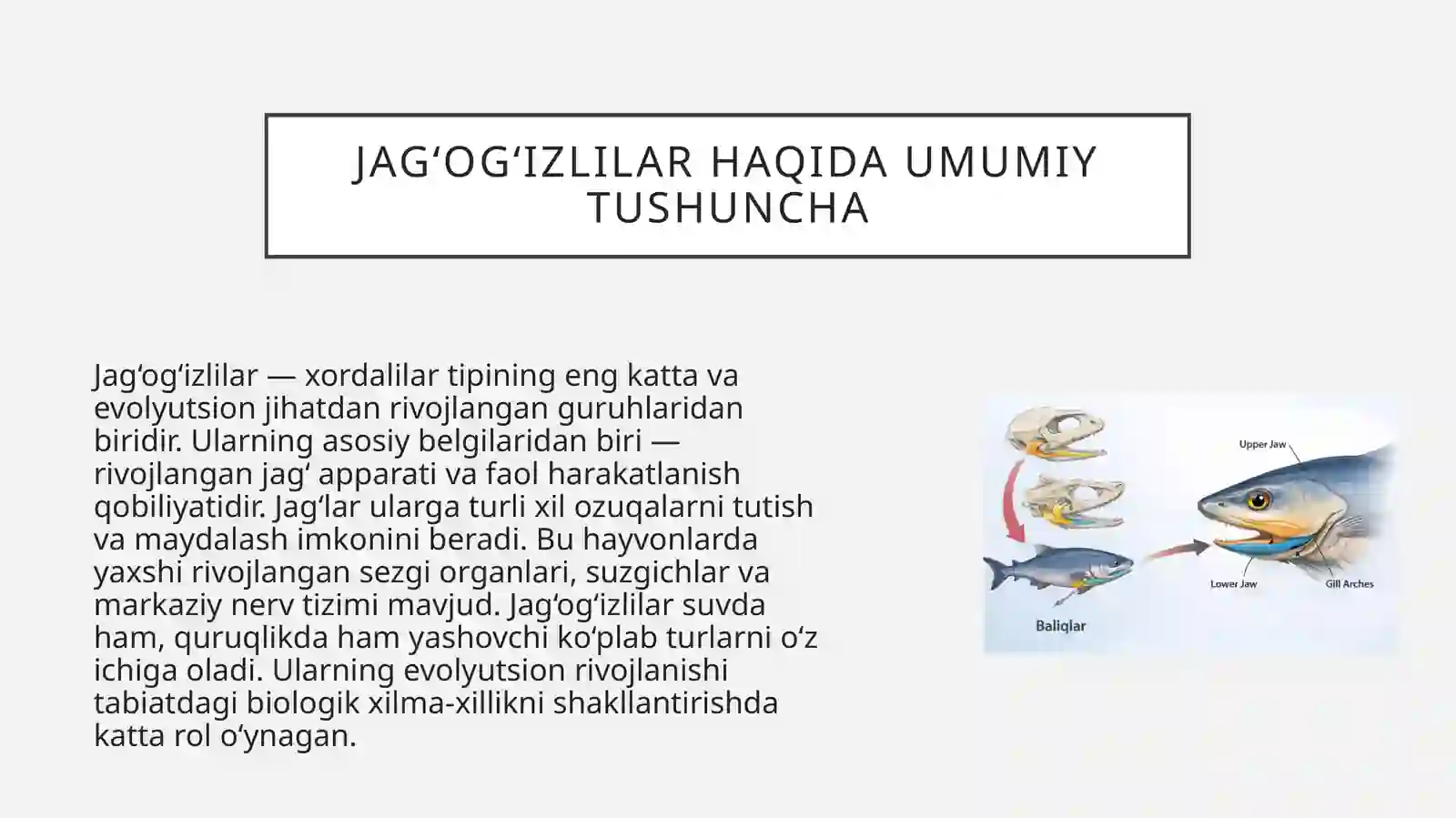 Jag og'izlilar bo'limining morfobiologik ta'rifi. Tog'ayli baliqlar sinfi 4