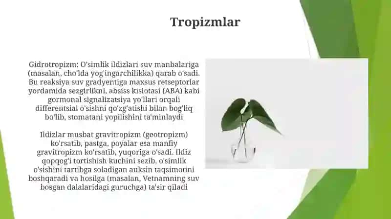 Oʻsimliklarni oʻsish va rivojlanish fiziologiyasi 4