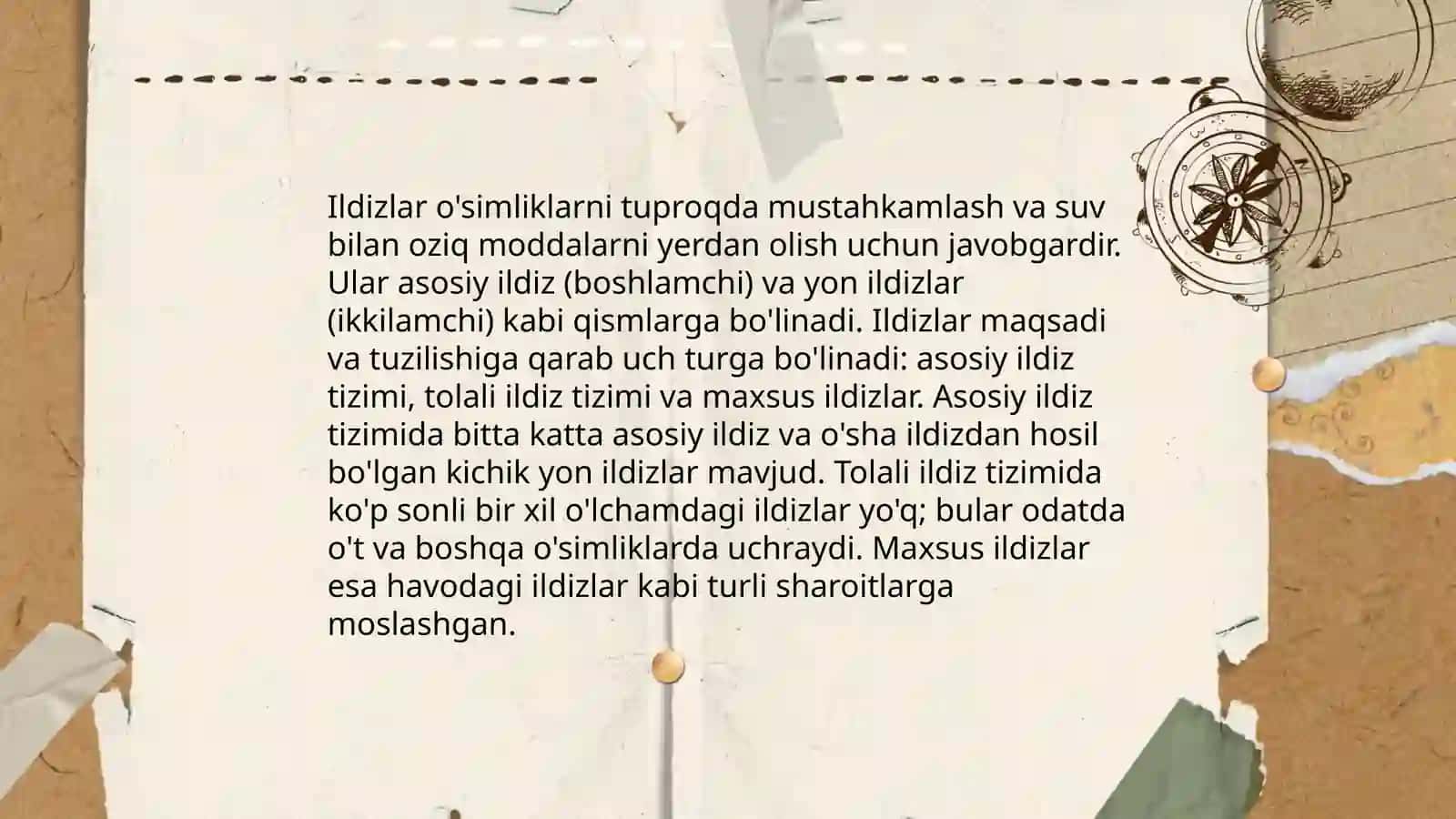 Ildiz va uning vazifasi, ildizning turlari, birlamchi va ikkilamchi anatomik tuzilishi 4