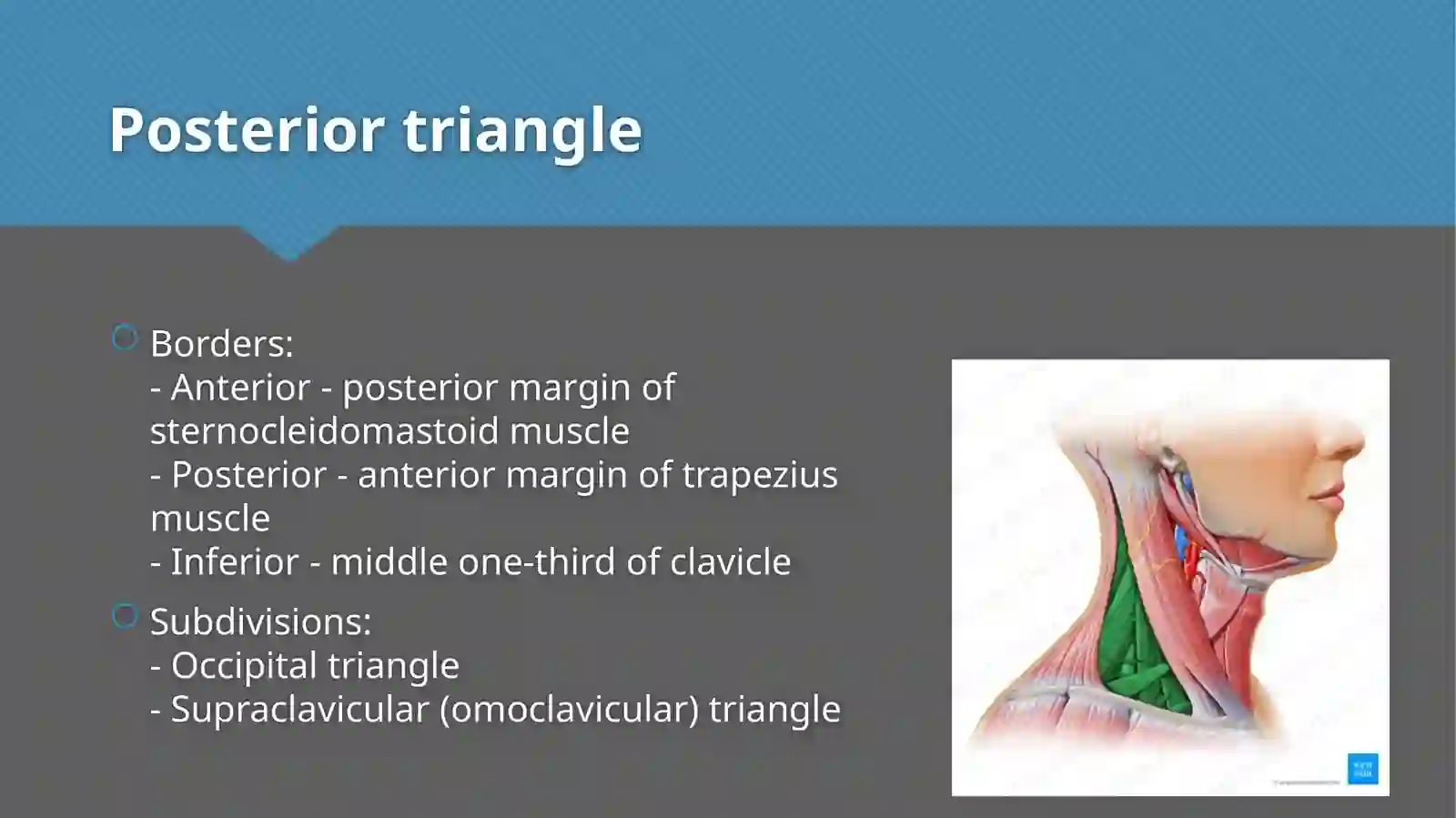 Triangles of neck anatomy 4
