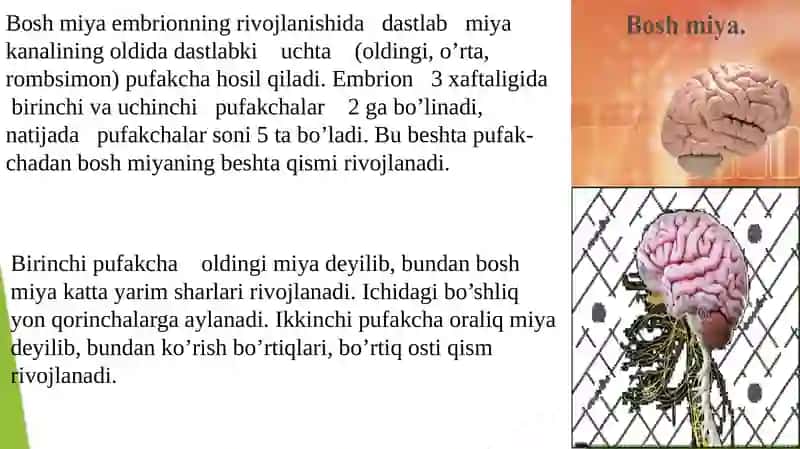 Bosh miya tuzilishi. Katta yarimsharlar tuzilishi. 4