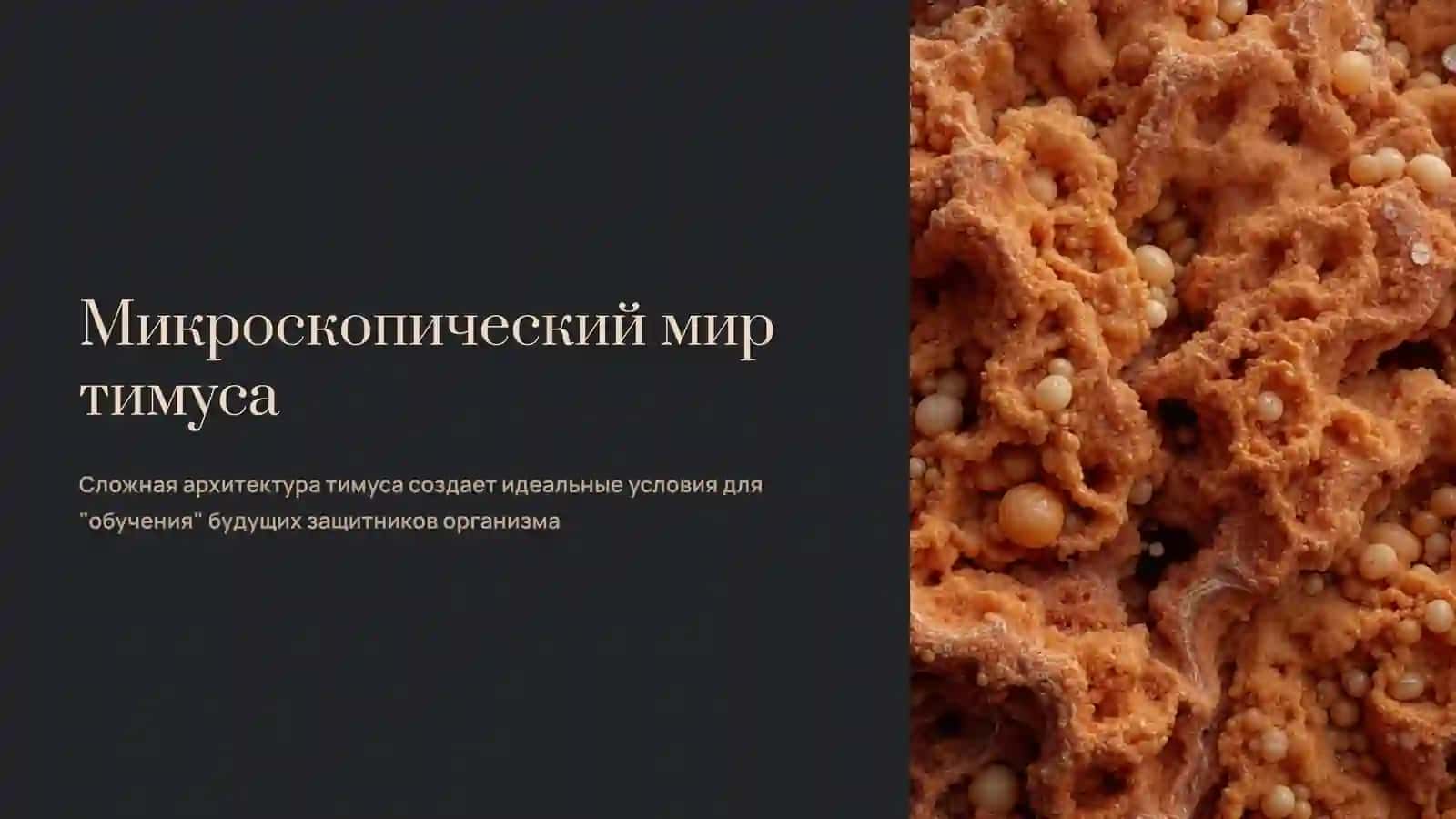 Тимус: Сердце Иммунной Системы 4