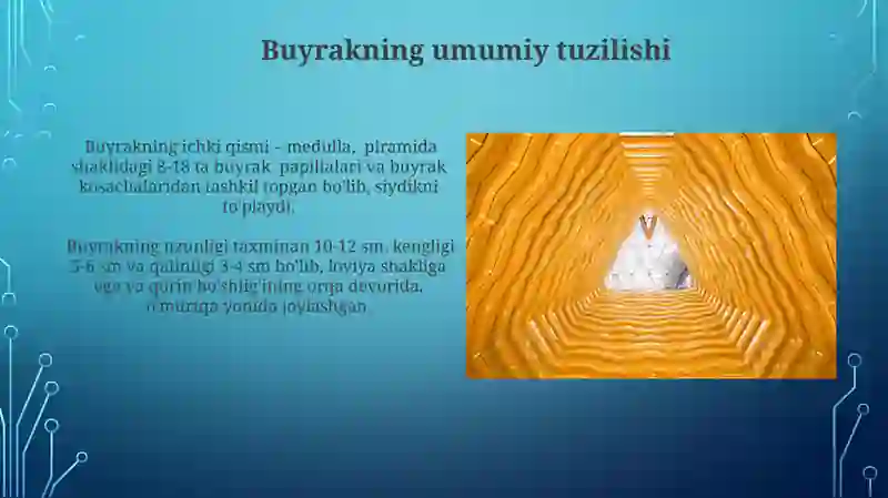 Buyrak va uning tuzilishi 4
